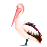 Pelican final