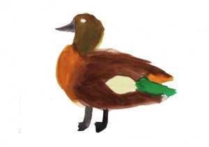 Australian Shelduck