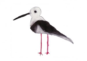 Banded Stilt