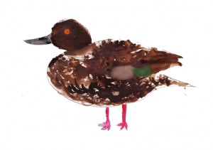 Chestnut Teal