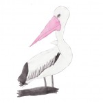 Pelican